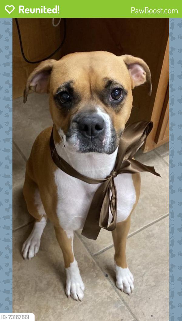 Reunited Female Dog last seen Bentwood Cove Drive, Apison, TN 37302