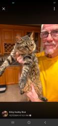 Reunited Unknown Cat last seen Tuskawilla rd, Seminole County, FL 32765