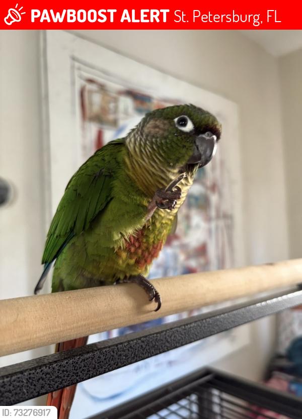 Lost Male Bird last seen 14th St and 22nd ave N, St. Petersburg, FL 33704