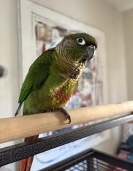 Lost Male Bird last seen 14th St and 22nd ave N, St. Petersburg, FL 33704