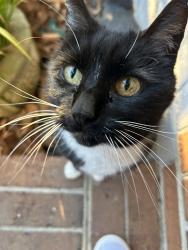 Lost Female Cat last seen Laurel Cove Neighborhood, Virginia Beach, VA 23454