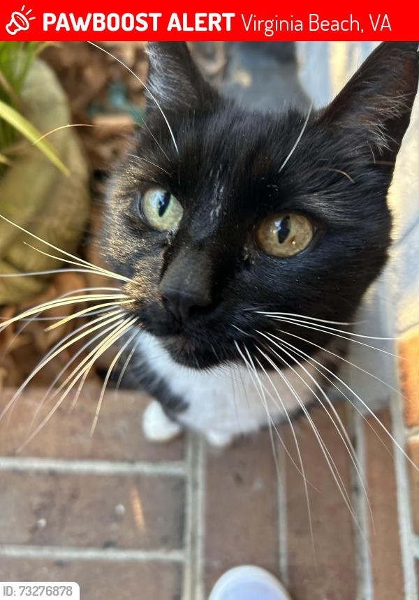 Lost Female Cat last seen Laurel Cove Neighborhood, Virginia Beach, VA 23454