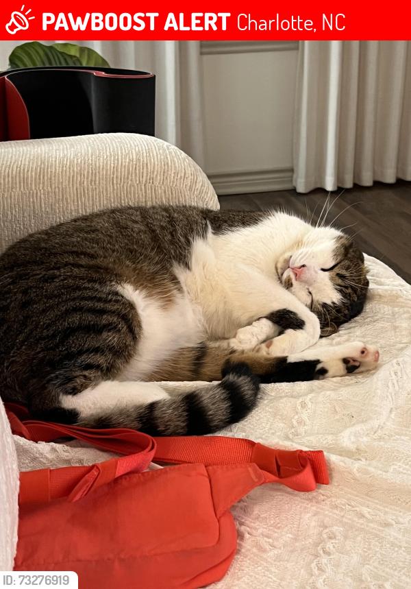 Lost Male Cat last seen JMR Middle school, Charlotte, NC 28277