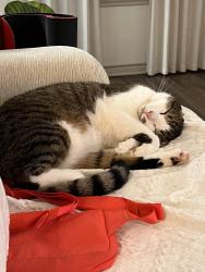 Lost Male Cat last seen JMR Middle school, Charlotte, NC 28277