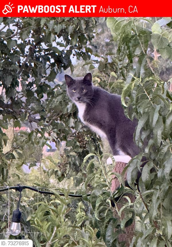 Lost Male Cat last seen Wise Road, Auburn, CA 95603