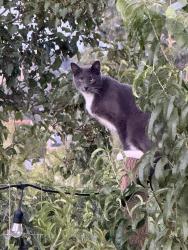 Lost Male Cat last seen Wise Road, Auburn, CA 95603
