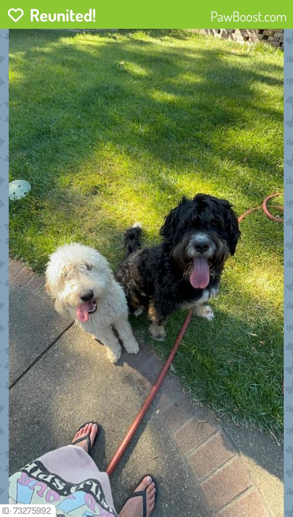 Reunited Male Dog last seen Walnut, Kentucky, Vacaville, CA 95688