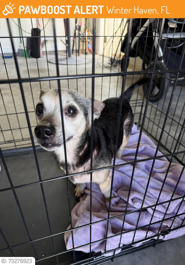 Found/Stray Male Dog last seen Pinellas drive and lake ring, Winter Haven, FL 33881