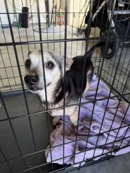 Found/Stray Male Dog last seen Pinellas drive and lake ring, Winter Haven, FL 33881