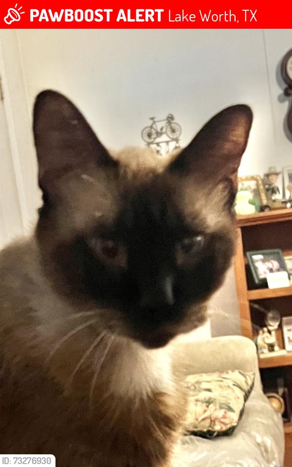 Lost Male Cat last seen Azle ave. And Church dr, Lake Worth, TX 76135