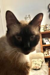 Lost Male Cat last seen Azle ave. And Church dr, Lake Worth, TX 76135