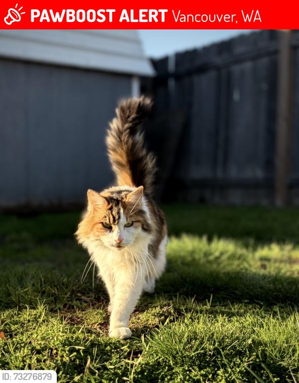 Lost Female Cat last seen 144th Ave. and 73rd St. (98682), Vancouver, WA 98682