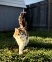 Lost Female Cat last seen 144th Ave. and 73rd St. (98682), Vancouver, WA 98682