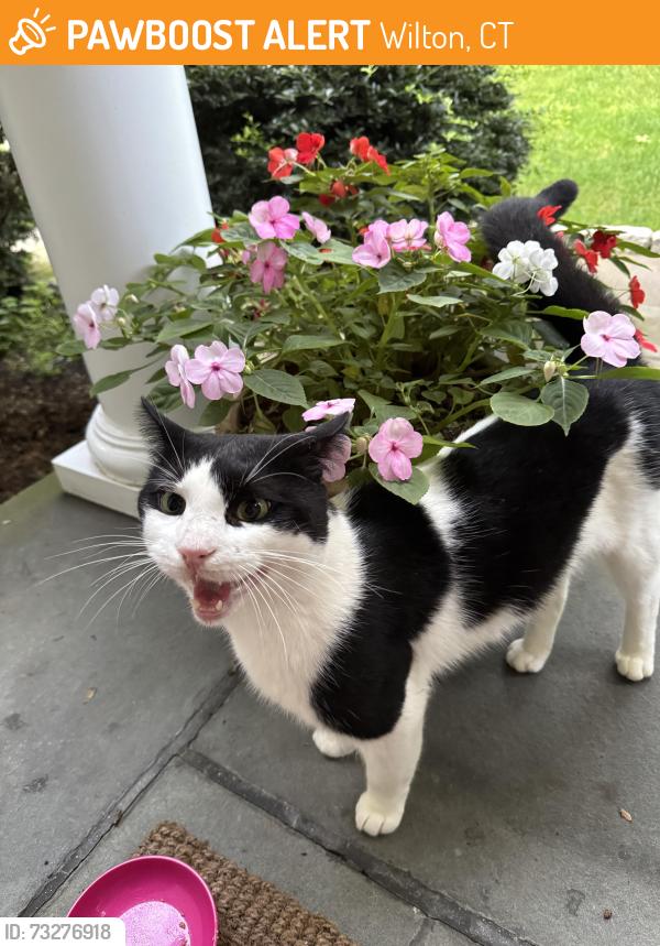 Found/Stray Male Cat last seen South Wilton. Seir Hill/Deepwood Rd, Wilton, CT 06897