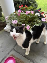 Found/Stray Male Cat last seen South Wilton. Seir Hill/Deepwood Rd, Wilton, CT 06897