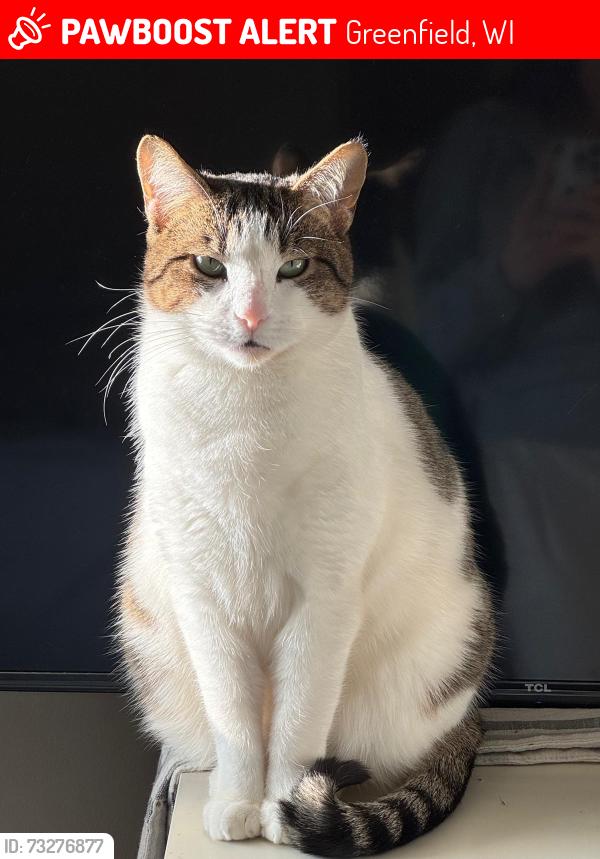 Lost Female Cat last seen Near w Howard ave, Greenfield, WI 53228