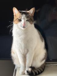 Lost Female Cat last seen Near w Howard ave, Greenfield, WI 53228
