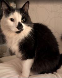 Reunited Male Cat last seen Siesta Ln or Rogers, Santa Rosa, CA 95404