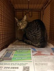Shelter Stray Male Cat last seen Near Marengo Place, DEL VALLE, TX, 78617, 7201 Levander Loop bldg a, Austin, TX 78702, USA