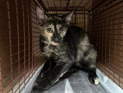 Shelter Stray Female Cat last seen Near Marble Creek Loop, AUSTIN, TX, 78747, 7201 Levander Loop bldg a, Austin, TX 78702, USA