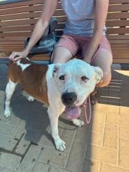 Shelter Stray Male Dog last seen Near Graef Road, BUDA, TX, 78610, 7201 Levander Loop bldg a, Austin, TX 78702, USA