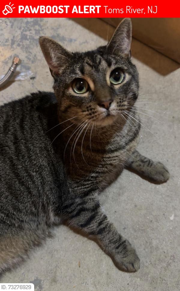 Lost Female Cat last seen Toms River East, Toms River, NJ 08753