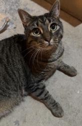 Lost Female Cat last seen Toms River East, Toms River, NJ 08753