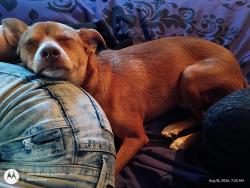 Found/Stray Male Dog last seen Hwy 762, Richmond, TX 77469