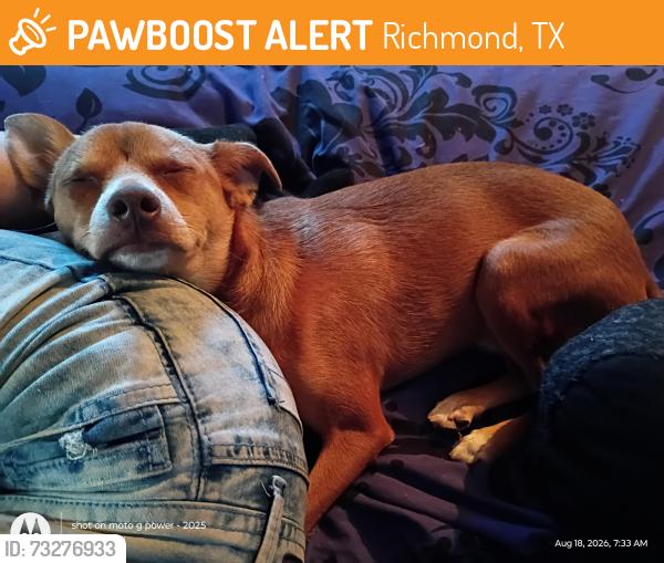 Found/Stray Male Dog last seen Hwy 762, Richmond, TX 77469