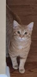 Reunited Female Cat last seen The Villages at Hillview, Coatesville, PA 19320
