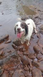 Lost Male Dog last seen Cameras road, Newport, Wales 