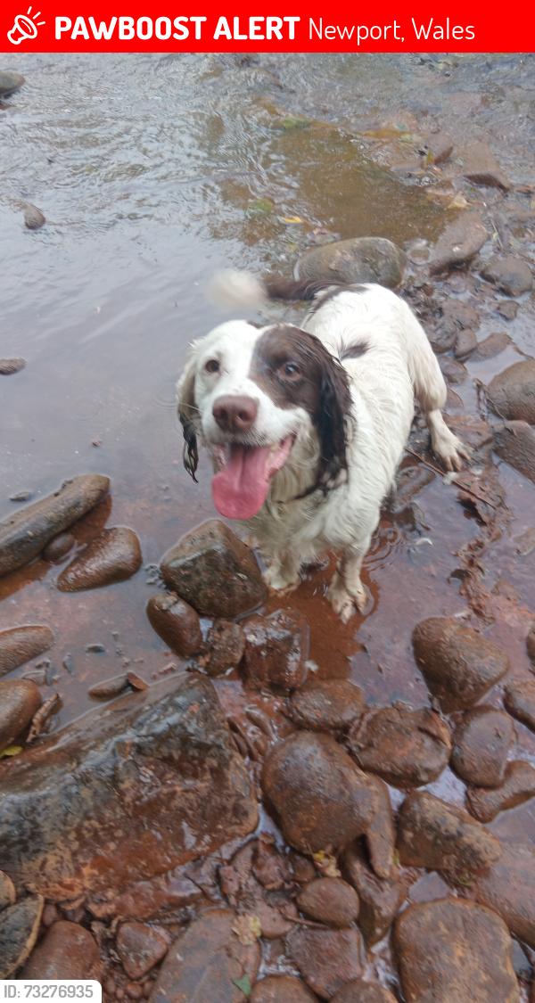 Lost Male Dog last seen Cameras road, Newport, Wales 