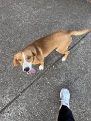 Found/Stray Male Dog last seen Dental office across from Burger King on Palmer, Texas City, TX 77590