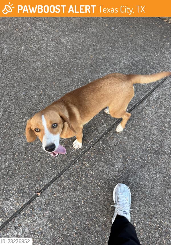 Found/Stray Male Dog last seen Dental office across from Burger King on Palmer, Texas City, TX 77590