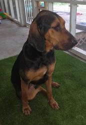 Found/Stray Female Dog last seen Dorr Rd, Fort McCoy, FL 32134