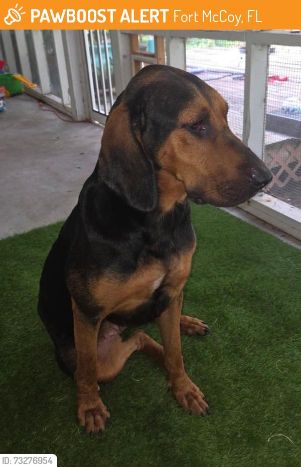 Found/Stray Female Dog last seen Dorr Rd, Fort McCoy, FL 32134