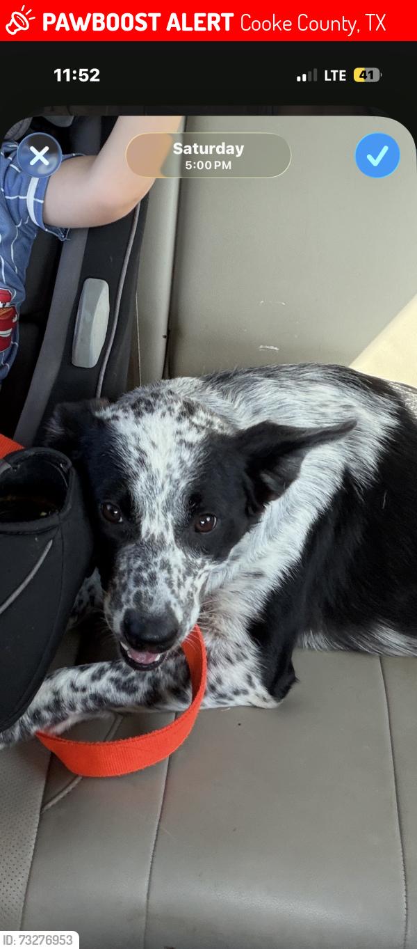 Lost Male Dog last seen circle n dairy, Cooke County, TX 76250