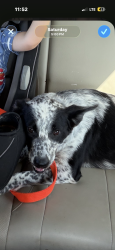 Lost Male Dog last seen circle n dairy, Cooke County, TX 76250