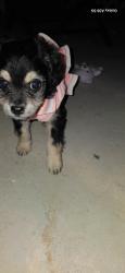 Lost Female Dog last seen Thunderbird elementary /park, Phoenix, AZ 85004