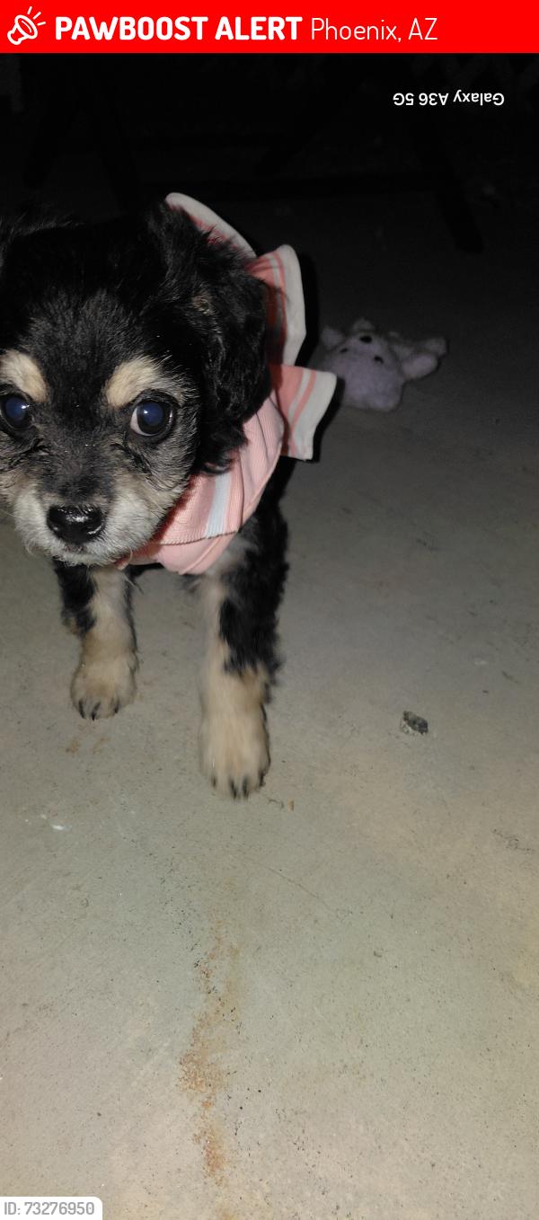 Lost Female Dog last seen Thunderbird elementary /park, Phoenix, AZ 85004