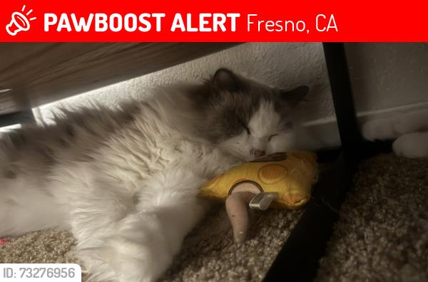Lost Male Cat last seen North Brawley and West bullard, Fresno, CA 93722