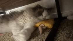 Lost Male Cat last seen North Brawley and West bullard, Fresno, CA 93722