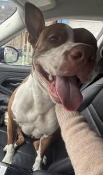 Reunited Female Dog last seen Near Valencia St, San Francisco, CA 94110, San Francisco, CA 94110