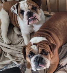 Reunited Female Dog last seen Hoffmansville and Congo Niantic rd, Douglass Township, PA 19472