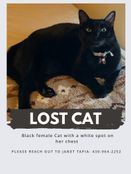Lost Female Cat last seen Mobile homes El Dorado, Sherman, TX 75090