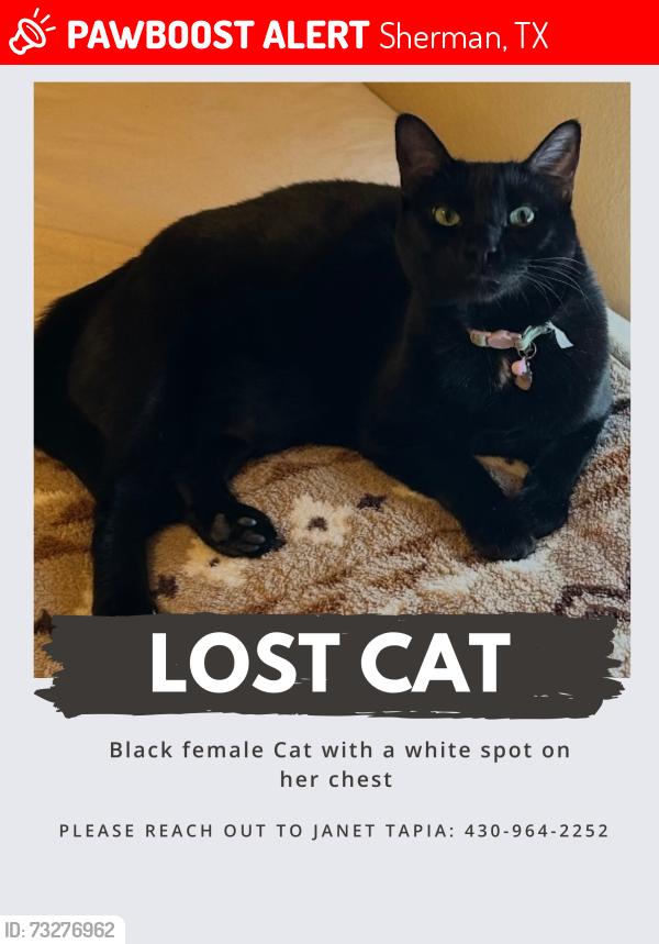 Lost Female Cat last seen Mobile homes El Dorado, Sherman, TX 75090