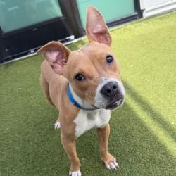 Shelter Stray Male Dog last seen , 3607 N Armenia Ave, Tampa, FL 33607, USA