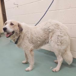 Shelter Stray Female Dog last seen , 2350 Appling City Cove, Memphis, TN 38133, USA