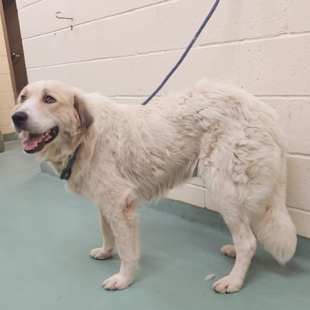 Shelter Stray Female Dog last seen , 2350 Appling City Cove, Memphis, TN 38133, USA