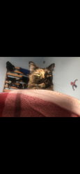 Reunited Female Cat last seen Park Road, Bromley, Bromley, England 